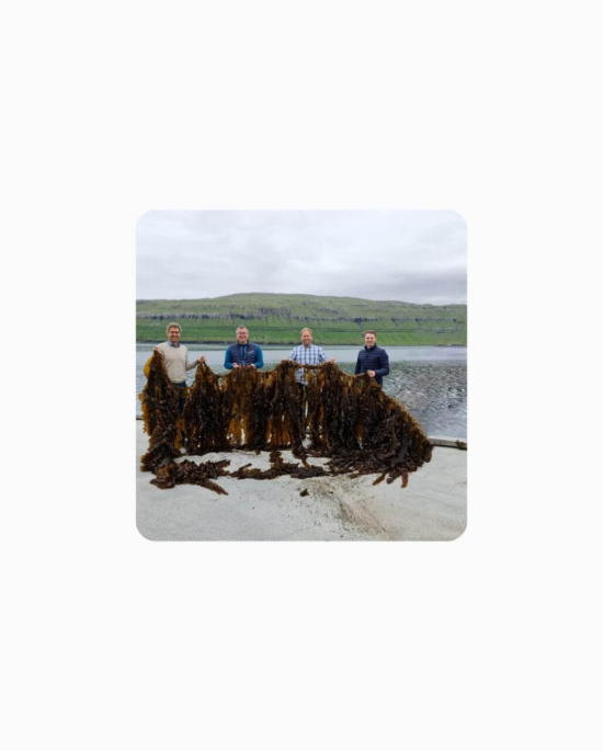 SoftSeaweed Profile